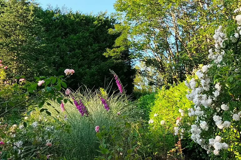 Visite libre de la roseraie du gîte Aux gouttes de Veyrines à Monistrol-sur-Loire