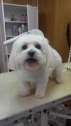 Aux 4 Pattes à Unieux